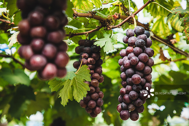 温室里葡萄藤上悬挂的葡萄特写图片素材