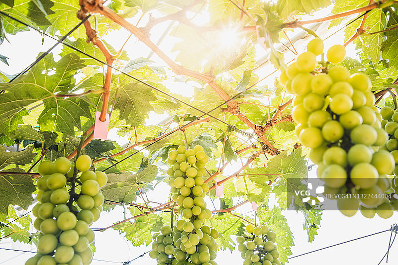 温室里葡萄藤上未成熟的葡萄特写图片素材