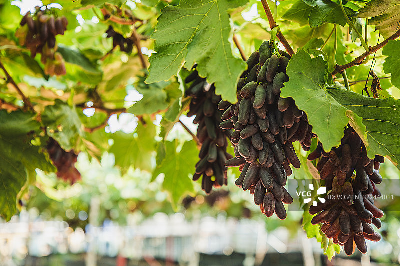 温室里葡萄藤上悬挂的葡萄特写图片素材