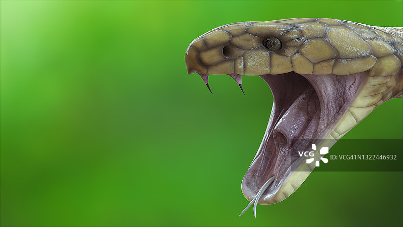 张开嘴的眼镜王蛇头像照图片素材