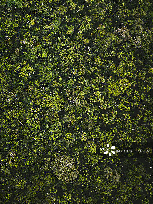 厄瓜多尔亚马逊雨林图片素材