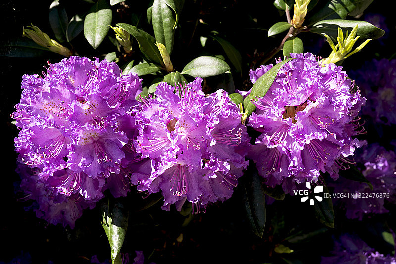 粉色杜鹃花特写图片素材