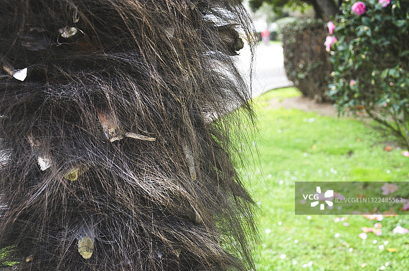 棕榈树干细节图片素材