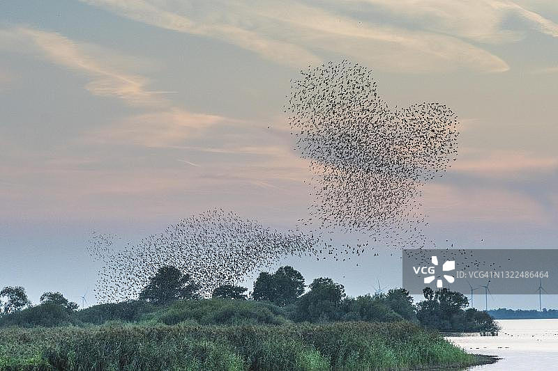 黄昏时分，在德国下萨克森州迪默尔尼德龙的伦布鲁赫附近，椋鸟群呈心形图片素材