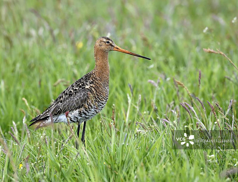 德国迪默湖草甸上的黑尾塍鹬图片素材