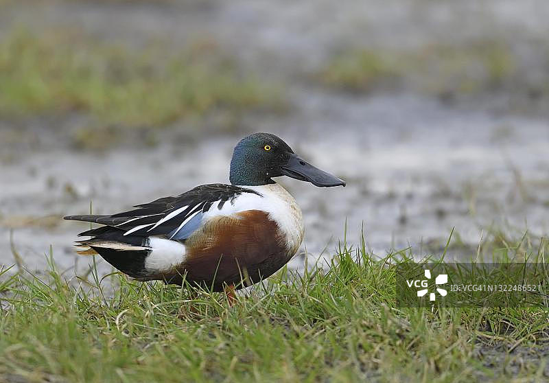 德国北部迪默湖草甸上的琵嘴鸭图片素材