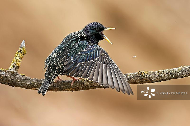 展开翅膀的八哥，德国图片素材