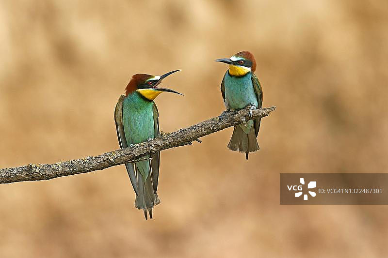 蜂虎（Merops apiaster）栖息在德国莱茵兰-普法尔茨州的一根树枝上图片素材