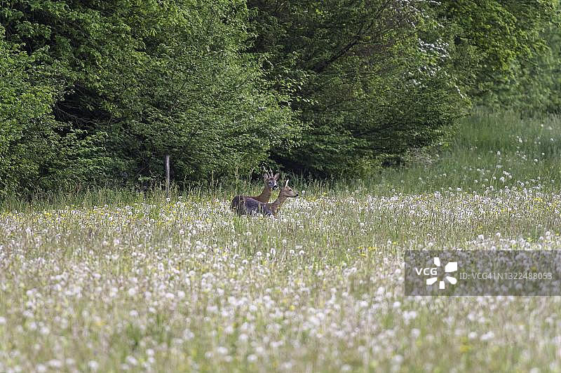 欧洲狍，雄狍和雌狍站在瑞士的花丛中图片素材