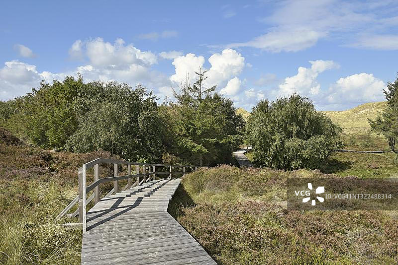 德国北弗里西亚阿姆鲁姆岛诺德多夫沙丘中的树木和木板路图片素材