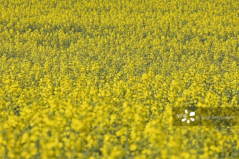 油菜现场盛开Kopperby附近Kappeln Schlei,石勒苏益格-荷尔斯泰因州,德国图片素材