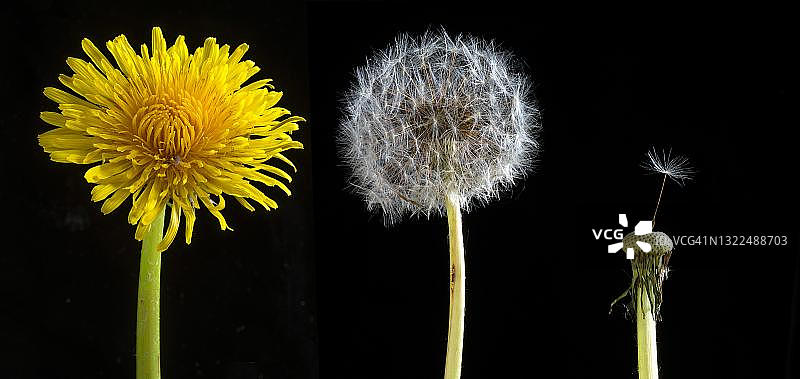 德国黑背景上的普通蒲公英花和种子头工作室照片图片素材