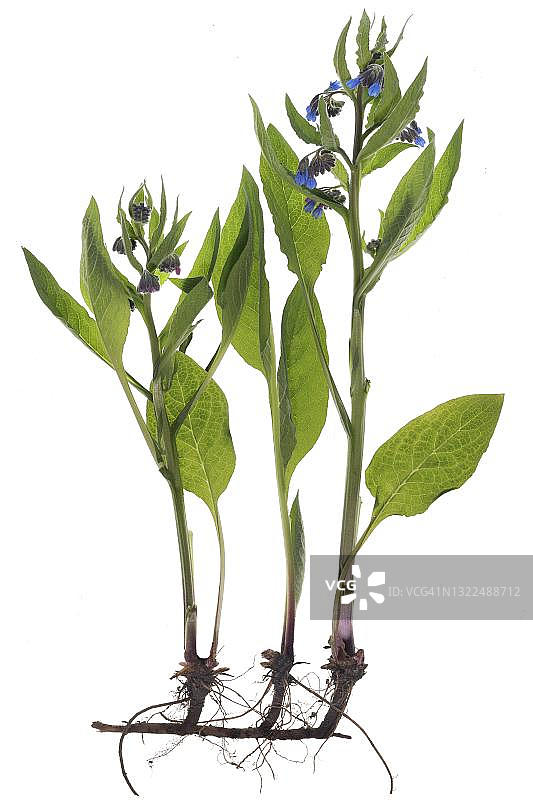 德国白色背景上的聚合草图片素材