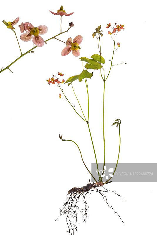 德国白背景上的淫羊藿图片素材