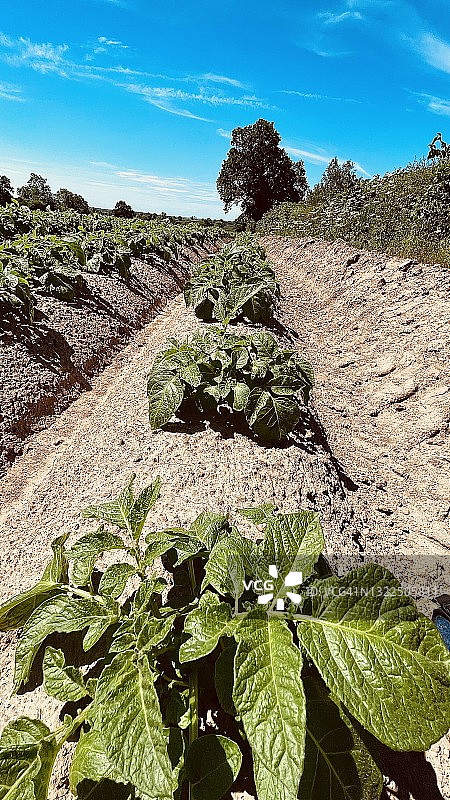 成排种植的马铃薯作物图片素材