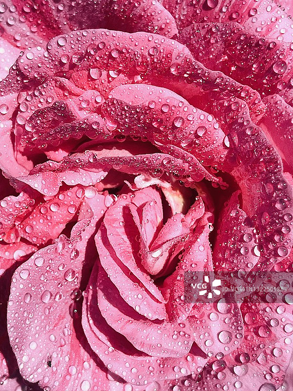 特写：糖果条纹玫瑰上的露珠图片素材