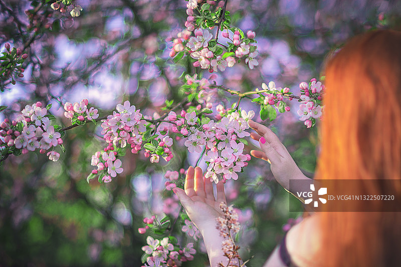 女子欣赏着美丽的苹果树花图片素材