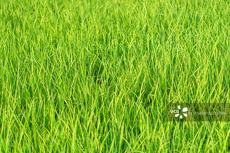 完整的水稻田图片素材