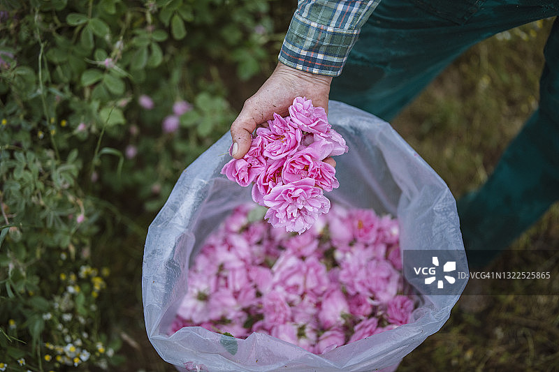 一把突厥蔷薇图片素材