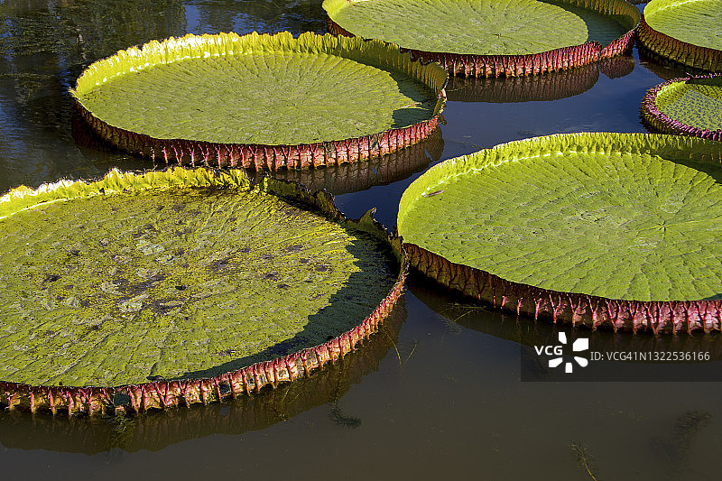 亚马逊王莲图片素材