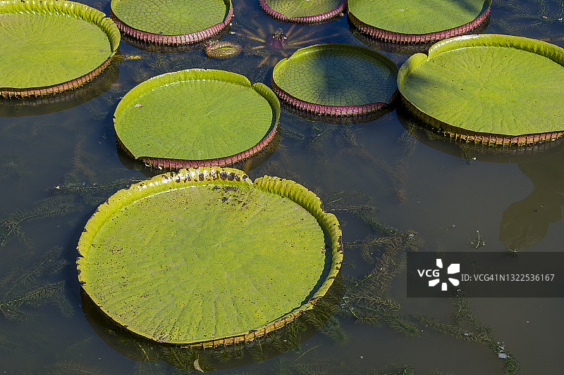 亚马逊王莲图片素材