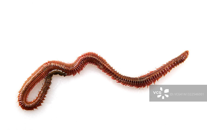 白色背景上的沙虫（Arenicola Marina）图片素材