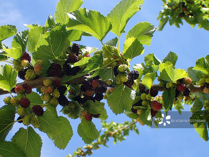 塞维利亚普埃布拉德尔里奥的野生黑莓图片素材