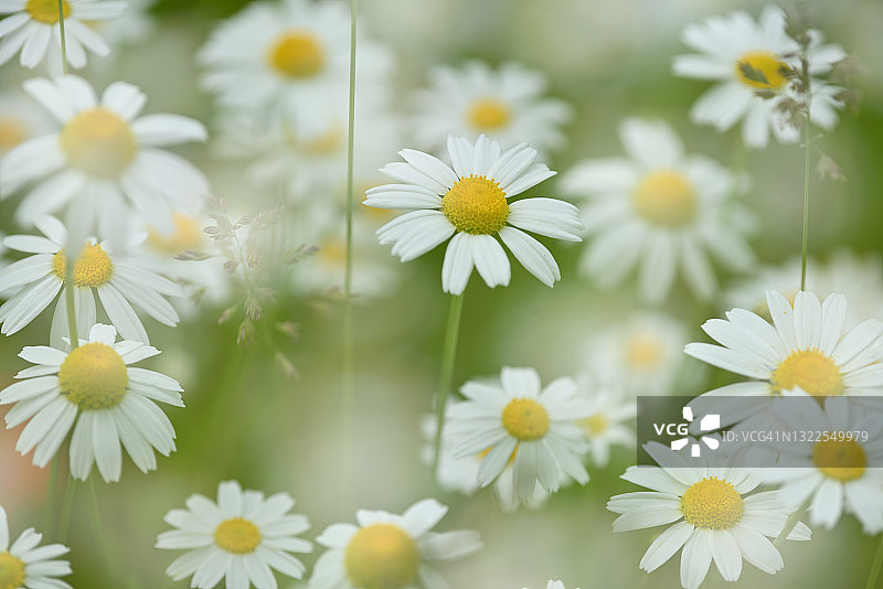 雏菊花图片素材