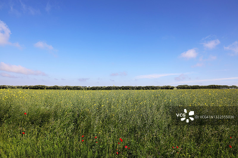 六月阳光明媚的丹麦乡村风光图片素材