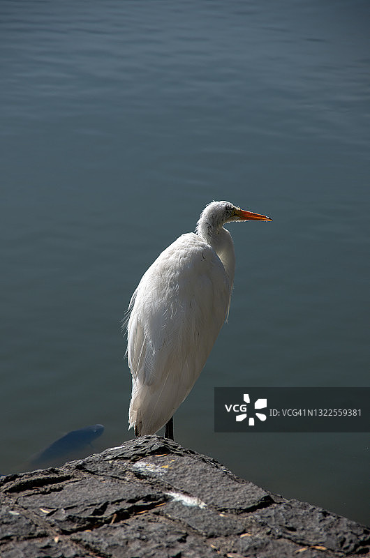 墨西哥城查普尔特佩克公园查普尔特佩克湖旁的大白鹭图片素材