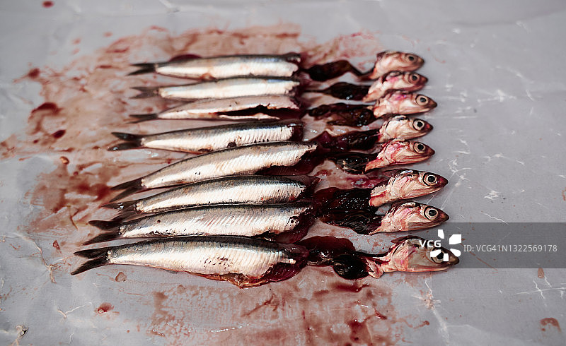 鱼店白纸上的无头带血新鲜凤尾鱼图片素材