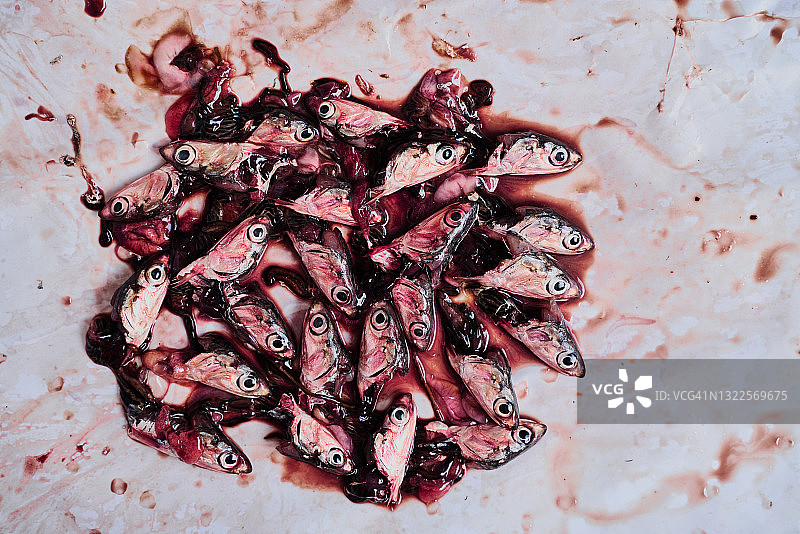 鱼店新鲜凤尾鱼头和内脏图片素材