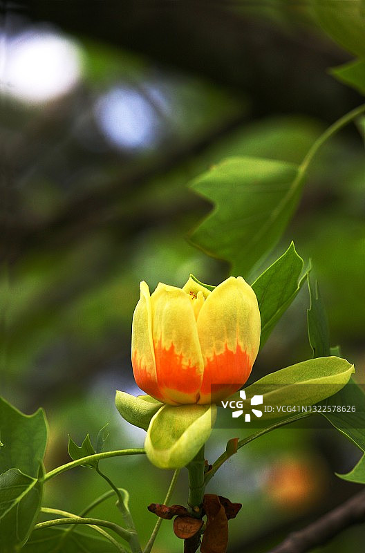 郁金香树花图片素材