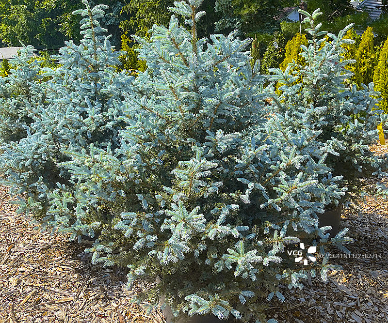 阳光下的科罗拉多蓝杉图片素材