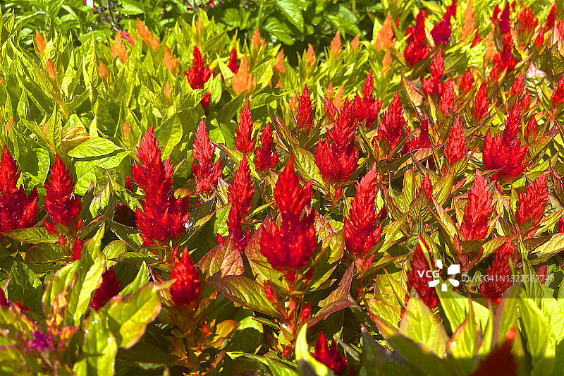 绿叶之上的红色和黄色鸡冠花图片素材