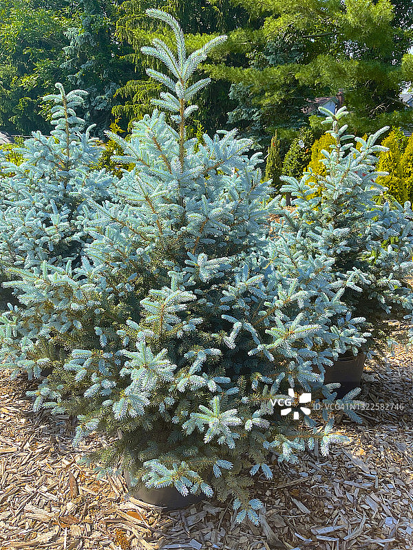 阳光下的科罗拉多蓝杉图片素材