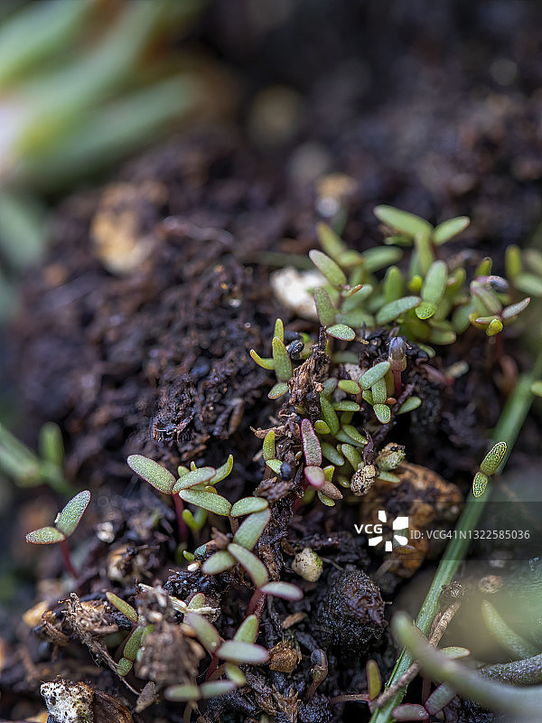 马齿苋发芽图片素材