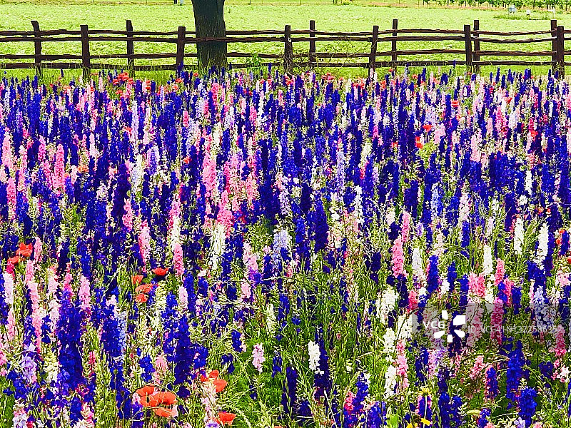 德克萨斯丘陵乡村的春天野花图片素材