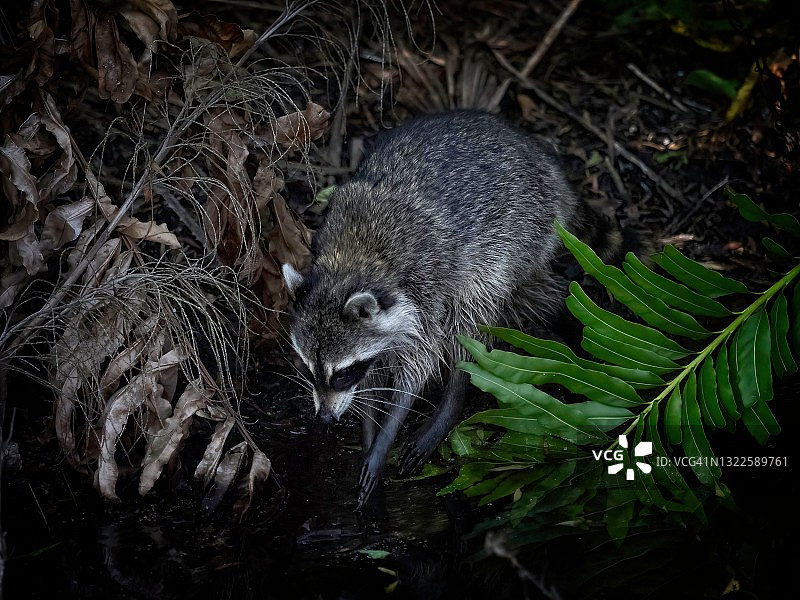 浣熊洗爪子图片素材