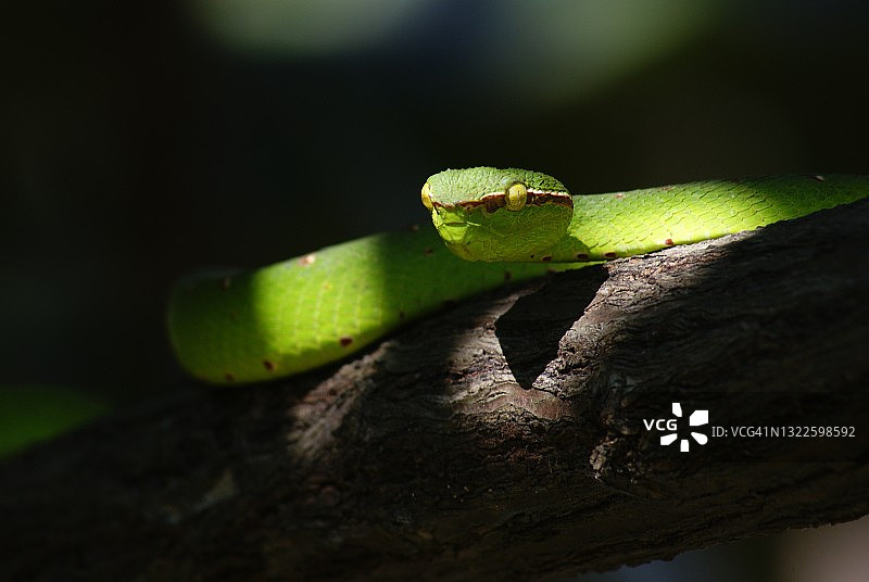 绿色蝰蛇图片素材