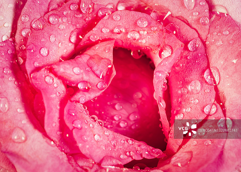 美丽粉色玫瑰花上的露珠图片素材