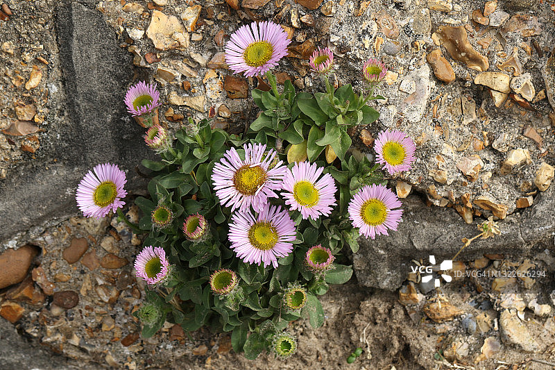 在英国沿海墙壁上生长的开花的海风植物，蓝菀图片素材