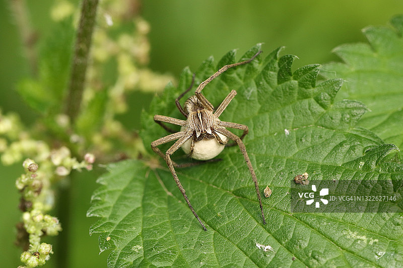 育儿蛛在荨麻叶上守护卵囊图片素材