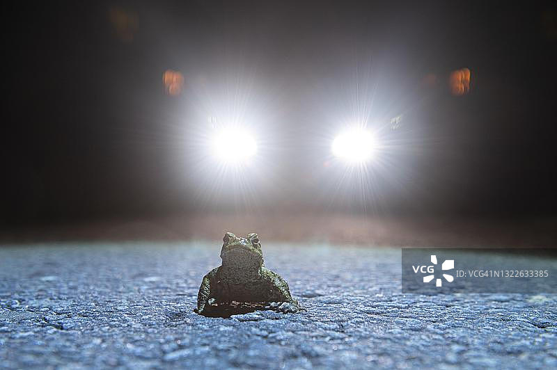 德国下萨克森州迪普霍尔茨区夜间蟾蜍迁徙时的普通蟾蜍图片素材