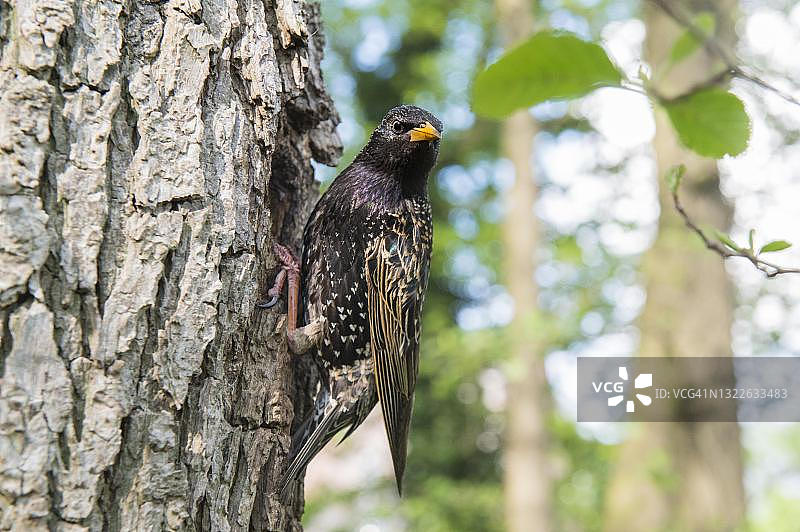 栖息在巢穴中的欧椋鸟，在黑桤木繁殖，德国下萨克森州莱姆布鲁赫的巢穴筑巢者图片素材