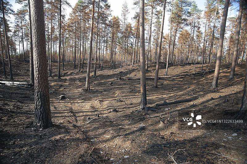 人工森林火灾后的松树林,自然保护措施,瑞典卡尔马省斯莫兰地区诺拉奎尔国家公园图片素材