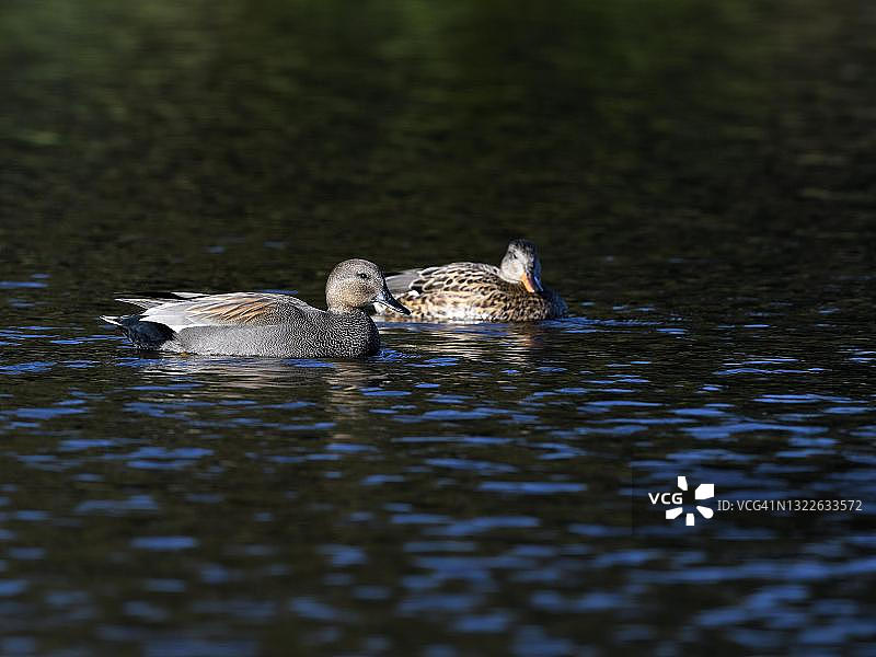 赤膀鸭，游泳的雄鸭和雌鸭，德国北莱茵-威斯特法伦州莱茵贝格下莱茵地区图片素材