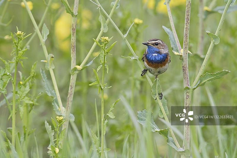 蓝喉歌鸲，德国下萨克森州埃姆斯兰图片素材