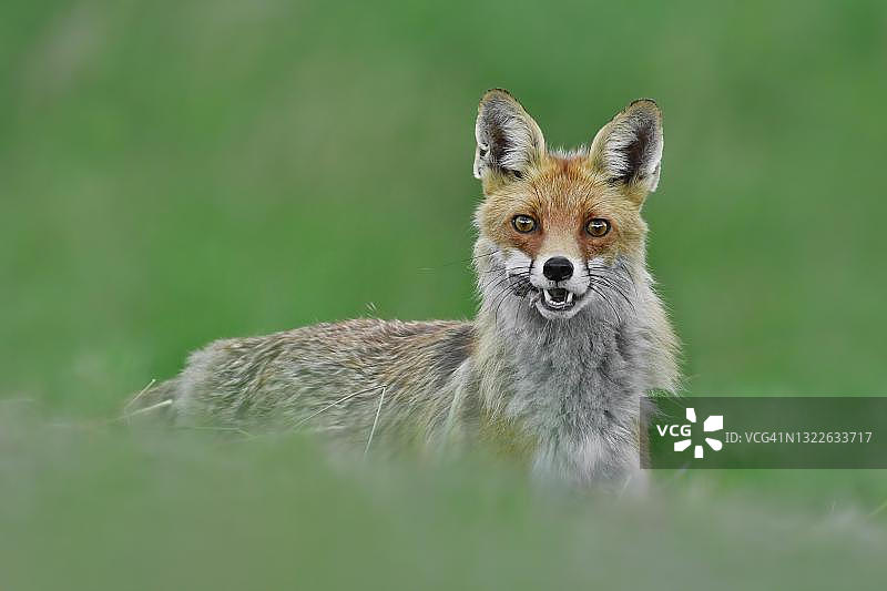 德国勃兰登堡：红狐狸（Vulpes vulpes）在草地上为幼崽叼着老鼠图片素材