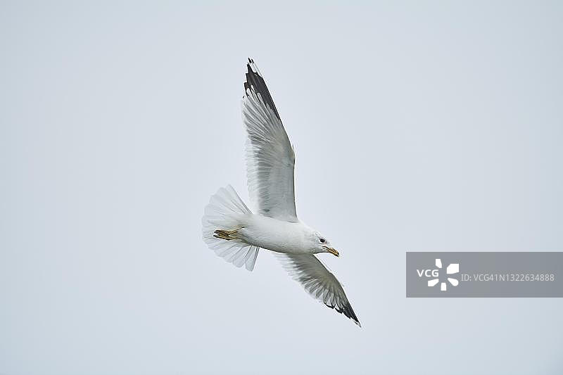 普通海鸥(Larus canus)在飞行，巴伐利亚，德国图片素材